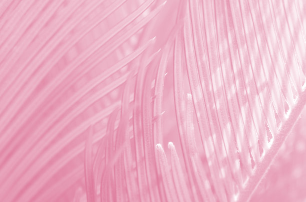 粉色棕榈树叶子粉彩网格图案阳光夏天春天热带背景生长光阴影背点燃玫瑰白色色调漂亮热带树叶纹理微距摄影图片下载