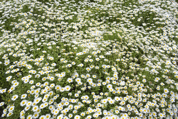 充满雏菊的草地，花香的质感，春天的背景图片下载