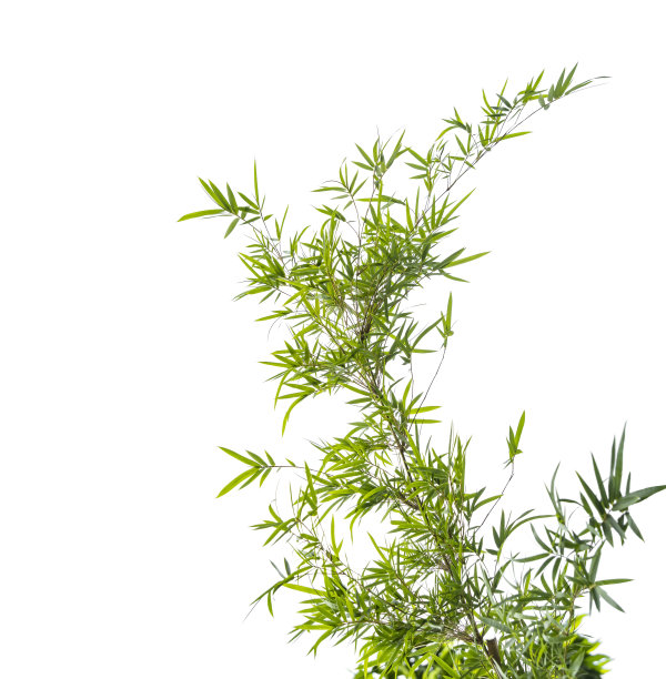 竹叶与修剪路径孤立在白色上图片下载