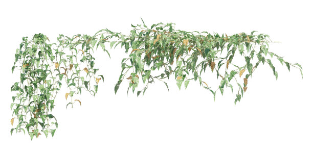 攀援植物藤蔓孤立在白色背景3d插图图片下载