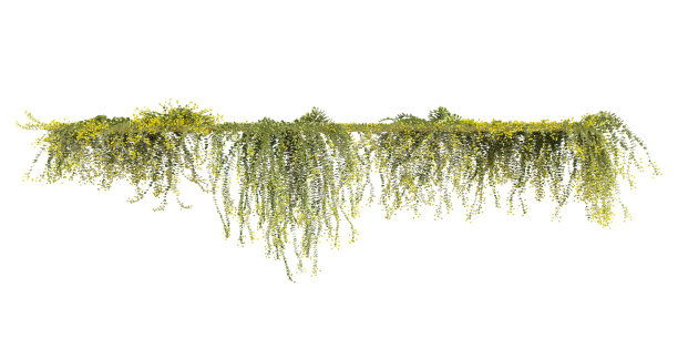 攀援植物藤蔓孤立在白色背景3d插图图片下载