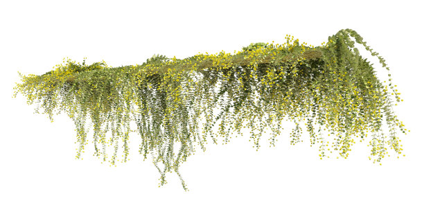 攀援植物藤蔓孤立在白色背景3d插图图片下载