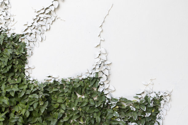 墙上的绿色藤蔓植物，用墙漆覆盖它的叶子图片下载