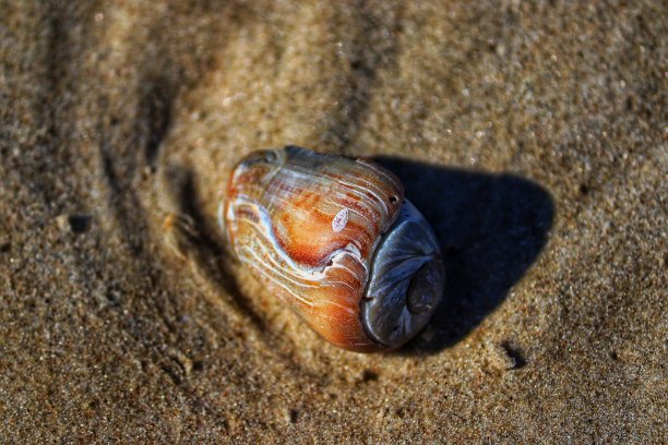 在巴西南里约热内卢Grande do Sul市Barra de Tramandaí海域发现的贝壳。图片下载