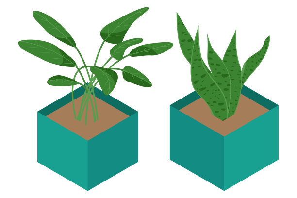 等长花在花盆孤立在白色背景。用于家居室内装饰的家居植物图片下载