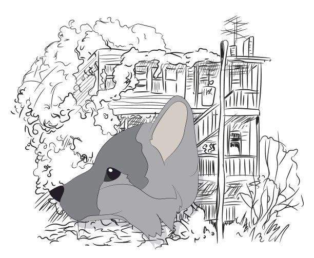 肖像狐狸在绿色背景图片下载