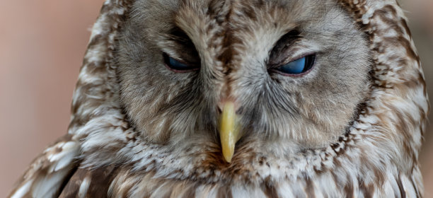 猫头鹰图片下载