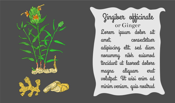 横幅上有彩色灌木姜和根图片下载