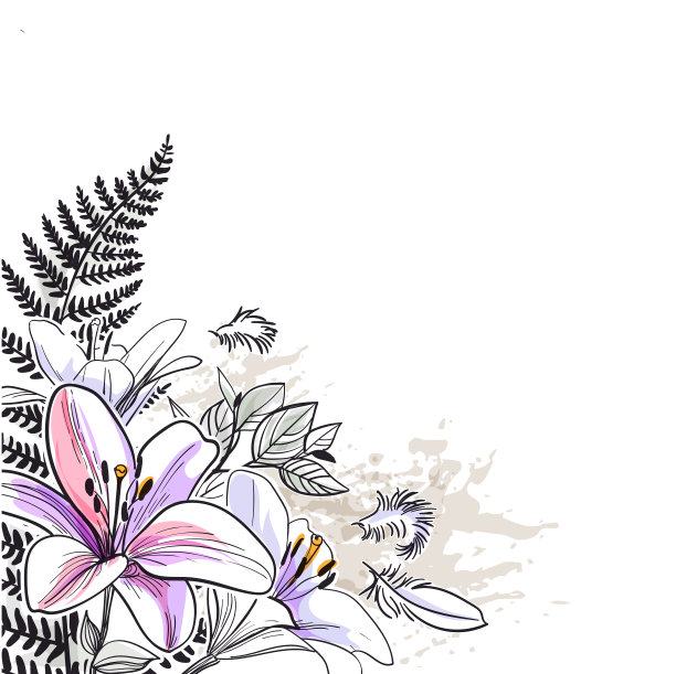 素描花背景卡百合紫图片下载