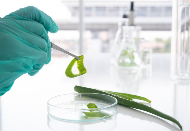 关闭了。科学家的手握着钳子夹住芦荟。中草药用的是实验室里的有机天然中草药。图片下载