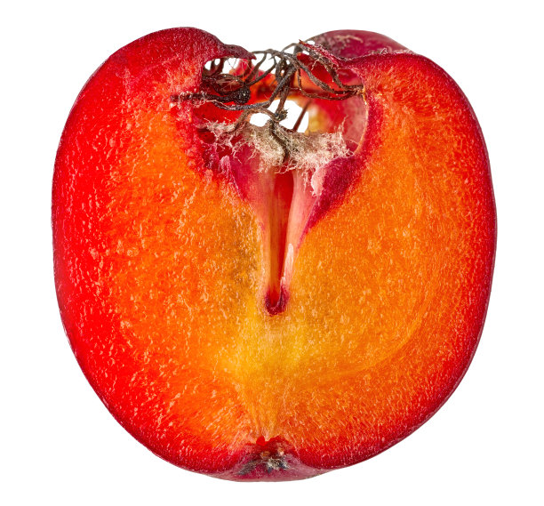 一半新鲜的生花楸浆果图片下载