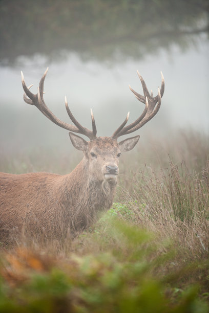 伦敦丛林公园冬季薄雾中的马鹿图片下载