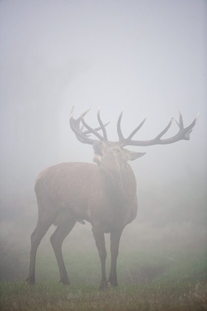 伦敦丛林公园冬季薄雾中的马鹿图片下载