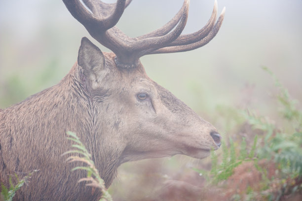 伦敦丛林公园冬季薄雾中的马鹿图片下载