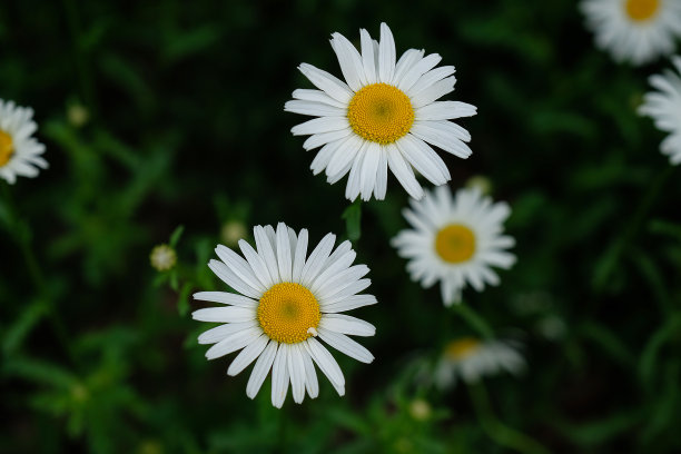 自然背景上的雏菊图片下载