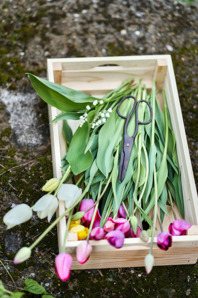在板条箱里采摘郁金香图片下载