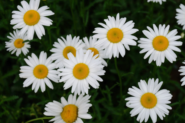 自然背景上的雏菊图片下载