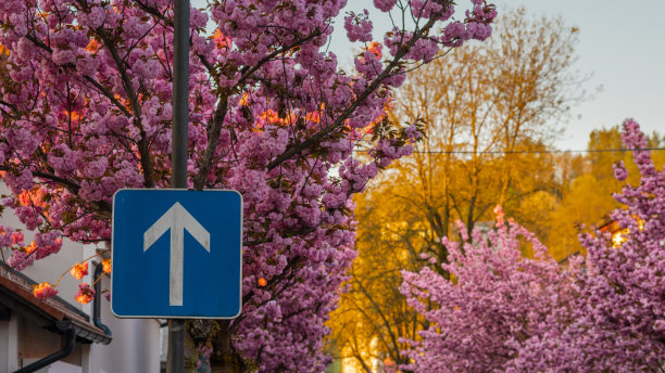 单向蓝色交通标志与美丽的樱花树在城市环境中的城市街道在卢布尔雅那。图片下载
