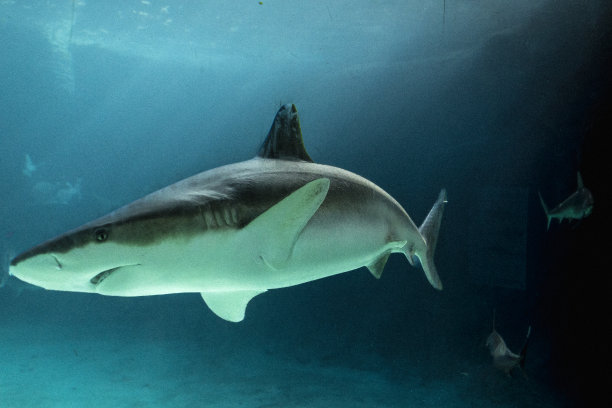 鲨鱼图片下载