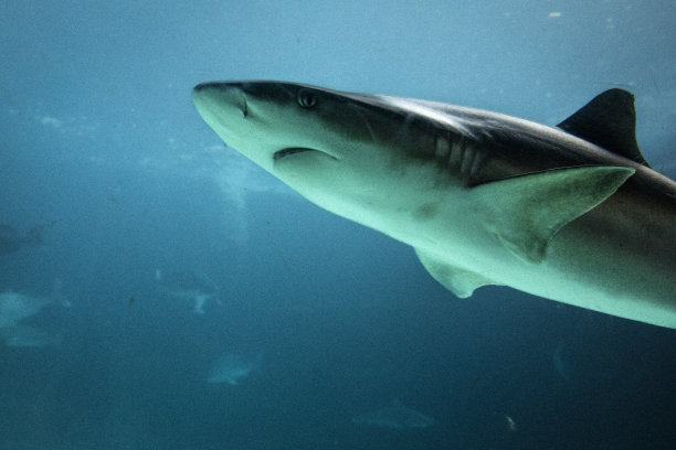 鲨鱼图片下载