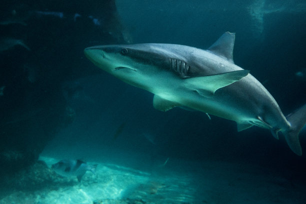 鲨鱼图片下载