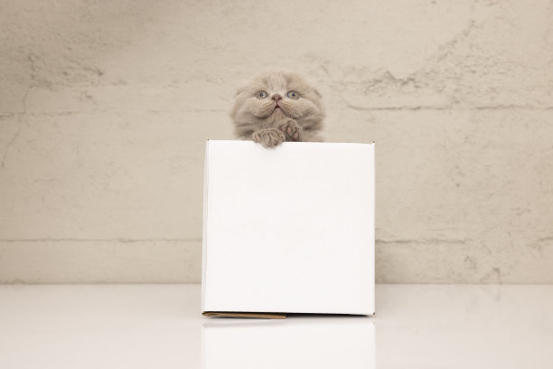 纸箱里好玩的苏格兰折耳猫图片下载