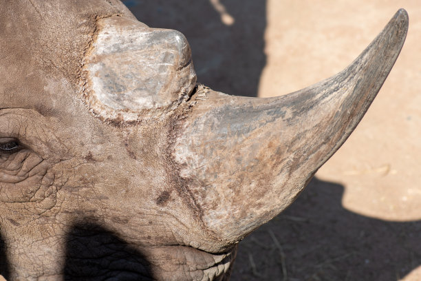 动物园或国家公园里美丽的雄性灰犀牛或犀牛图片下载