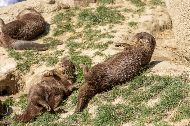 水獭洗澡后在阳光下玩耍图片下载