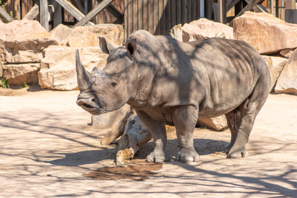 动物园或国家公园里美丽的雄性灰犀牛或犀牛图片下载
