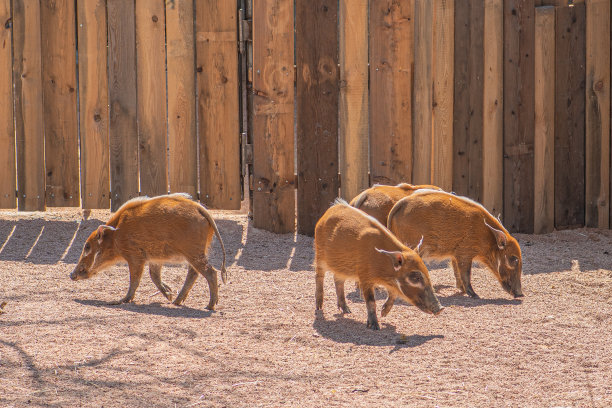 丛林猪，potamochoerus larvatus，猪家族的成员，生活在森林，林地，河流植被和耕地图片下载