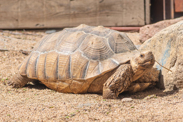 非洲有刺的龟，sulcata或sulcata龟图片下载