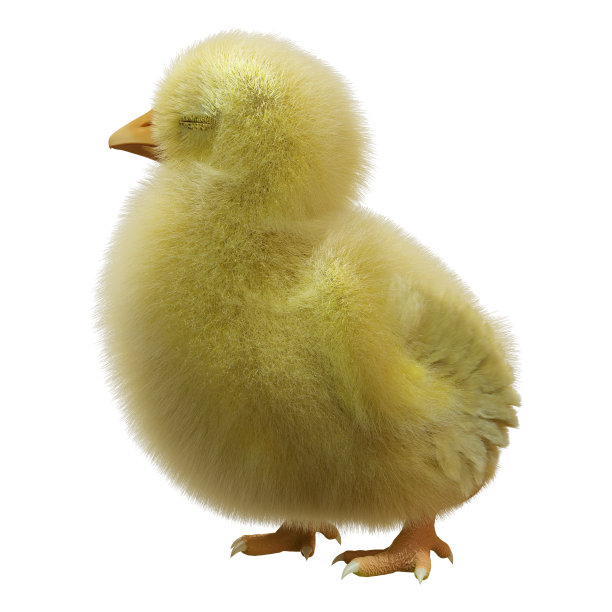 3D渲染复活节小鸡在白色图片下载