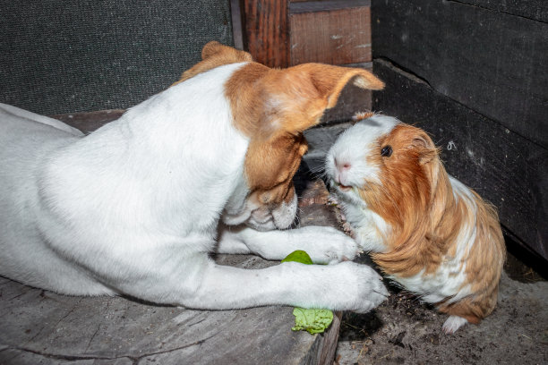 南非开普敦，国内的sheltie豚鼠(Cavia porcellus)与杰克罗素梗狗图片下载