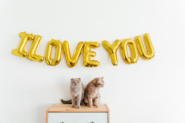 白色墙上的气球上写着“我爱你”。可爱的猫坐在马桶上。金色的铝箔气球。爱情和情人节的概念图片下载