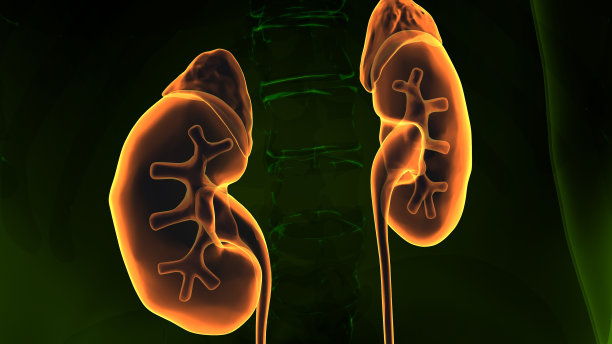 人体肾脏解剖三维图。图片下载