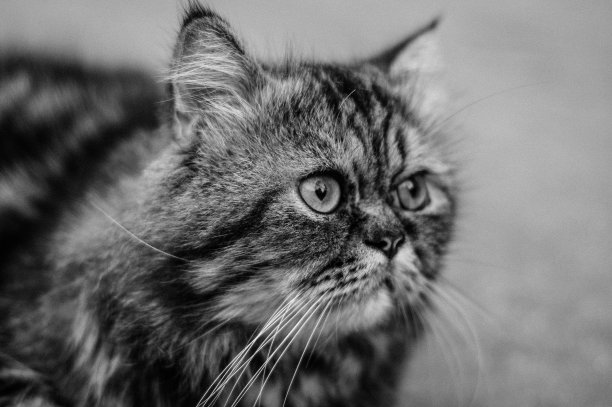 波斯猫图片下载