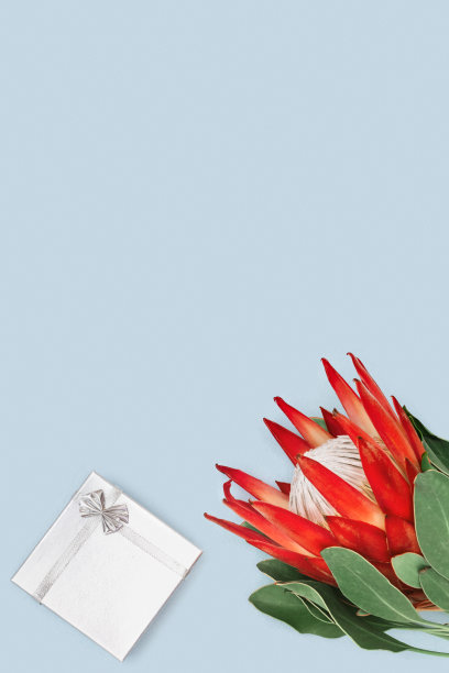 一个美丽的趋势花protea和银礼盒上粉彩蓝色的背景与拷贝空间。盛开的异国花盛开的皇家protea植物作为节日花卉卡。节日的背景图片下载