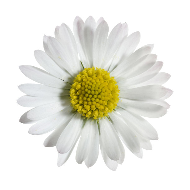 小雏菊花从上面看和孤立在白色背景图片下载