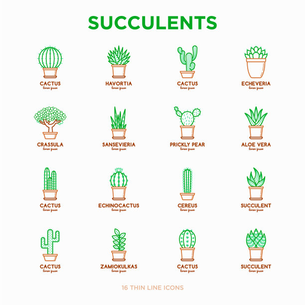 将仙人掌和多肉植物固定在花盆的细线上图片下载