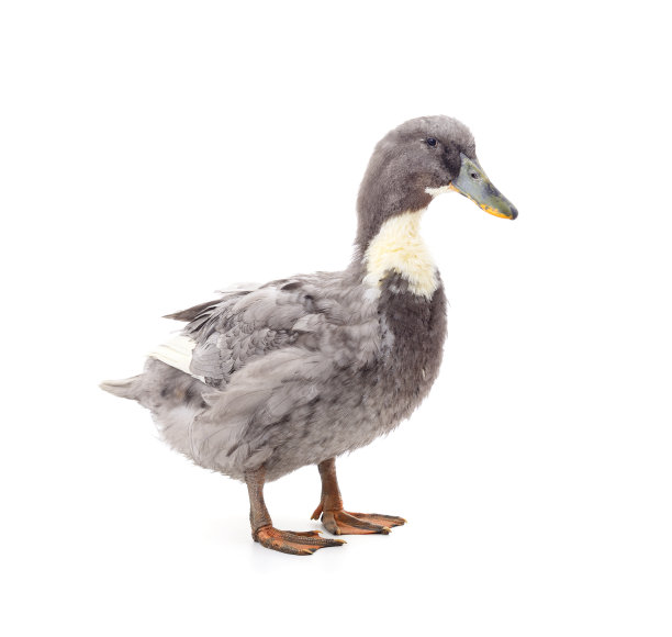 一个灰色的鸭子。图片下载