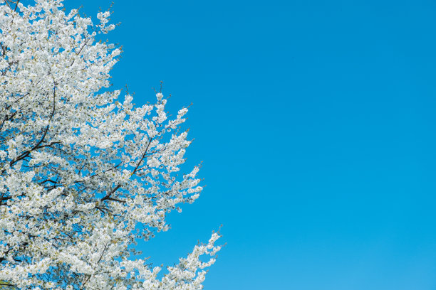 樱花。盛开的樱桃树在明亮的阳光明媚的一天，清澈的蓝天为背景。图片下载