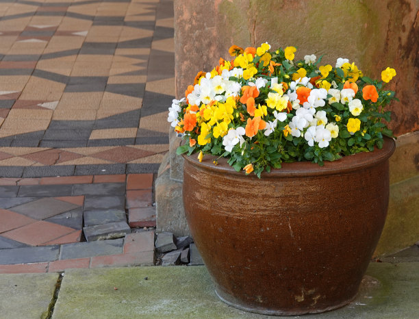 花盆里色彩鲜艳的三色紫罗兰。图片下载
