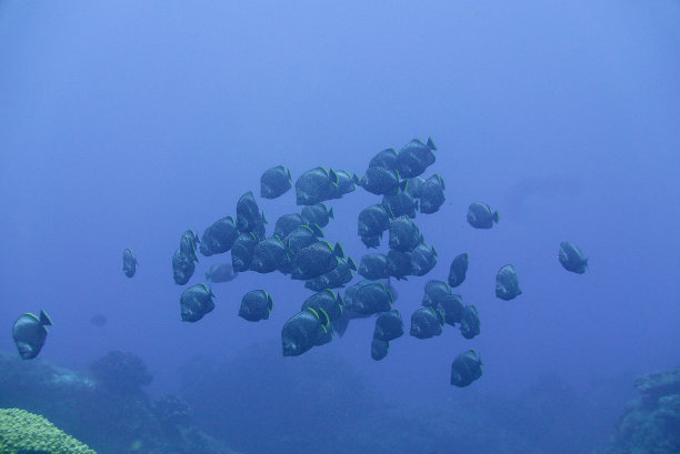 在小笠原群岛小笠原岛潜水。图片下载
