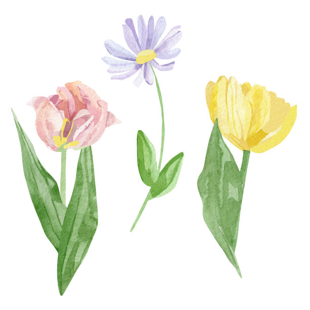 手绘花卉套装。水彩植物插图与玫瑰，郁金香，牡丹，野花花孤立在白色背景。美丽的花园花贺卡，婚礼邀请图片下载