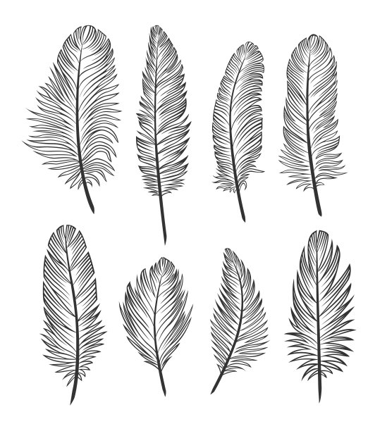 白色背景上的一组羽毛。黑色的轮廓。图片下载