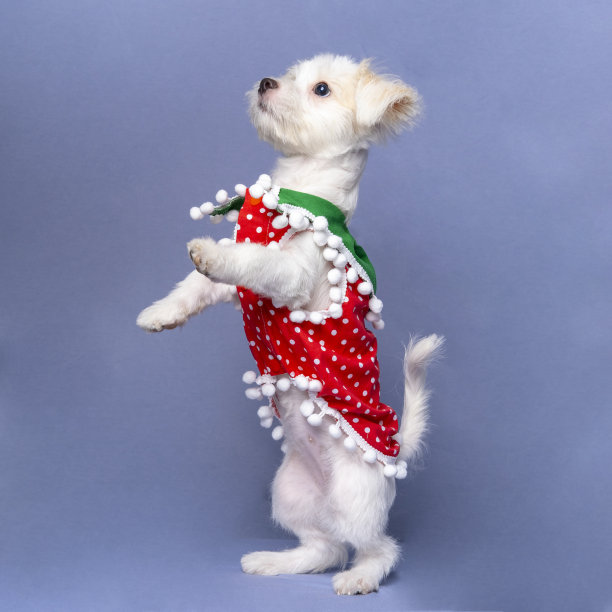 一只白色雌性狗狗的马耳他照片拍摄宠物摄影与圣诞衬衫或灰色背景礼服图片下载