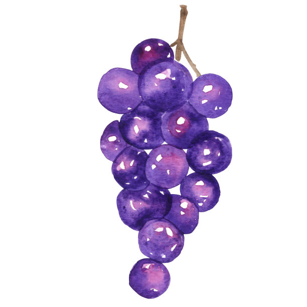 葡萄水彩插图装饰食品和农业概念。图片下载