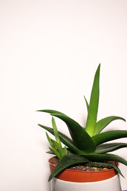 芦荟植物图片下载