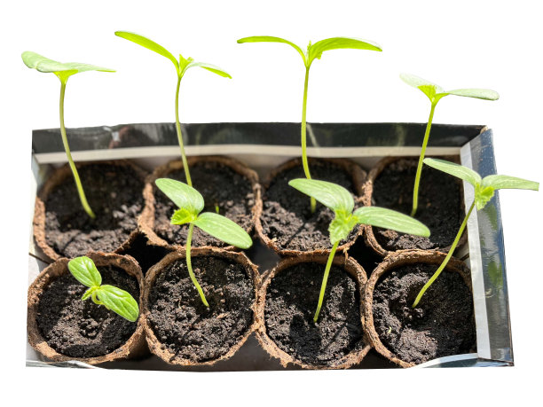 黄瓜幼苗特写。黄瓜芽图片下载