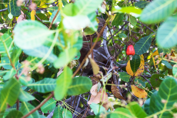 红色腰果和腰果坚果在树上，绿色腰果的叶子。图片下载